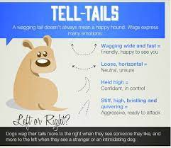 10 Strange Reasons Why Dogs Chase Their Tails How To Stop It Paw Castle