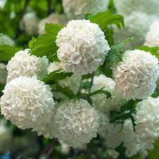 Snowball Bush Viburnum Viburnum Opulus Viburnum Opulus Roseum Flowering Bushes