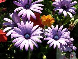 Belgian mums® are an upgrade to the traditional garden mum, and provide stunning color across the entire plant! Free Purple Mums Stock Photo Freeimages Com