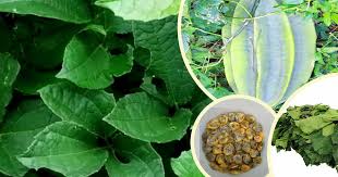 Image result for Telfairia occidentalis