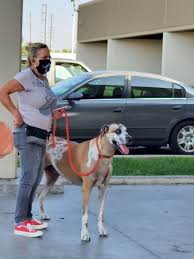 We love your furry friends! Anaheim Animal Care Pet Hospital 162 Photos 362 Reviews Veterinarians 1177 N Magnolia Ave Anaheim Ca United States Phone Number