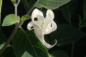 Flowers that bloom at night in india. 10 Lovely Flowers That Bloom Only At Night Blog Nurserylive Com Gardening In India