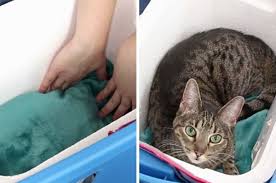 Click here to learn more about the dyson v11™ torque drive. Make This Weatherproof Insulated Cat Shelter To Keep Your Cat Cozy Outdoors