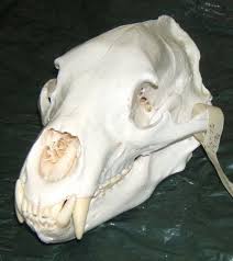 Lg Black Bear Skull Bear Skull Animal Bones Animal Skulls