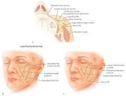 Thieme: Masters of Cosmetic Surgery The Video Atlas: The Dallas Cosmetic  Model