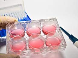 Check spelling or type a new query. Take The Biocompare Quiz 3d Cultures Trophoblast Stem Cells And More Biocompare The Buyer S Guide For Life Scientists