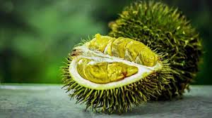 Selain asia tenggara, durian belanda juga ditanam di afrika dan florida. Benarkah Manfaat Buah Durian Ampuh Meningkatkan Gairah Harapan Rakyat Online