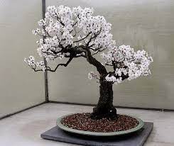 Bonsai Is A Japanese Pronunciation Of The Earlier Chinese Term Penzai A Bon Is A Tray Like Pot Typically Bonsai Tree Flowering Bonsai Tree Bonsai Flower