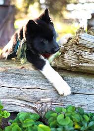 The karelian bear dog, also known as the karjalankarhukoira, is a sturdy and well equipped hunting dog. Karelian Bear Dog Puppy Aww