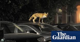 This relief comes about most commonly in the form of hairballs some cats throw up after eating because of other factors, such as changes in their diet, but if you know your cat has ingested grass, expect it to. Invasion Of The Urban Foxes Wildlife The Guardian