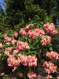 Image result for Mussaenda rivularis