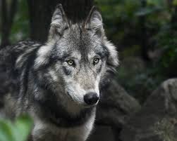 Let S See What The Utonagan Is And Is It The Dog Breed For You In 2020 Utonagan Dog Wolf Pictures Grey Wolf