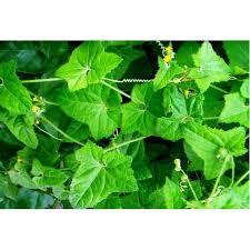 Image result for Cucumis maderaspatanus