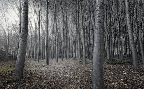If you wish to know other wallpaper, you could see our gallery on sidebar. Free Download Black And White Tree Forest Wallpapers 1920x1200 1419456 1920x1200 For Your Desktop Mobile Tablet Explore 47 Black And White Forest Wallpaper Dark Forest Wallpapers Black Forest Germany