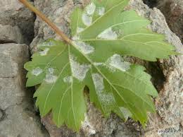 Image result for Colomerus vitis