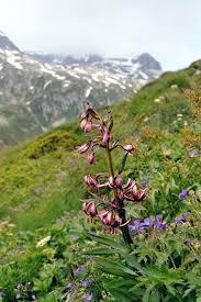 Image result for Liliaceae