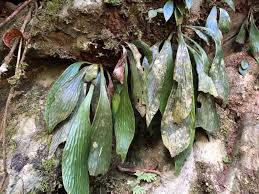 Image result for Antrophyum mannianum