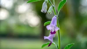 Image result for Ceratotheca sesamoides