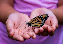 Place coarse sand in a shallow pan and then insert the pan in the soil of your habitat. A Tribute To The Monarch Butterfly How To Turn Your Backyard Into A Butterfly Friendly Habitat Les Lepidopteristes De France