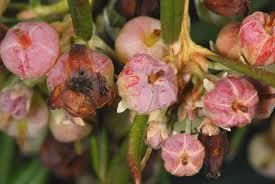 Image result for Ericaceae