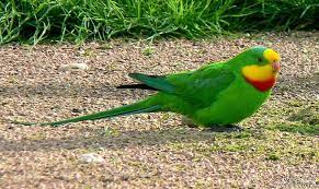Pin De P Shaziya En Mis Aves Beautiful Birds Loros Periquitos Aves