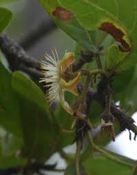 Image result for Monotes glaber