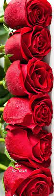 Amor Red Roses Love Flowers Pretty Flowers
