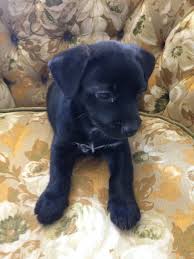 Find shih tzus for sale on oodle classifieds. Shih Tzu Puppies For Sale Richmond Ky 332152 Petzlover