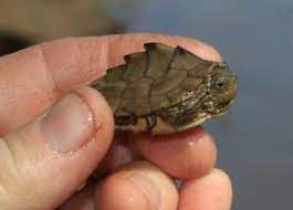 In this species one of the benefits of the size difference is that males and females feed on. Baby Barbour S Map Turtle Turtle Tortoise Turtle Baby Reptile
