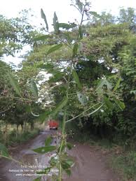 Image result for Malvaceae: Byttnerioideae, Helicteroideae