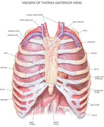 It is related to the costal pleura, which separates it from the ribs, their costal cartilages, and the innermost intercostal muscles. Chest Bone Ribs Lung Heart Xiphoid Process Sternum Anatomy