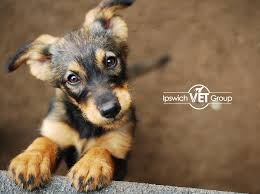 If your pet needs veterinary diagnostics or a simple wellness checkup, come to the pet hospital that st cloud, mn residents trust. Booval Vet Hospital Vet Ipswich Caring For Local Pets