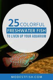 Top 25 Colorful Freshwater Aquarium Fish