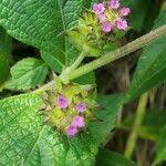Image result for Lantana ukambensis