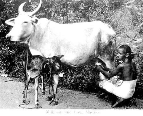 Old picture of Madras women carrying cow dung.