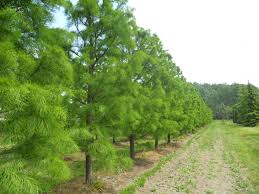 Image result for Taxodium