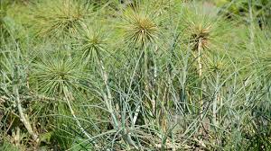 Rumput grinting (cynodondactylon) merupakan tumbuhan yang diduga berasal dari bagian utara dan timurafrika, asia, australia dan eropa bagian selatan. Tanaman Rumput Lari Lari Pengikat Pasir Yang Handal Greeners Co