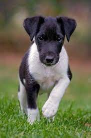 Smooth Fox Terrier Pup Fox Terrier Puppy Smooth Fox Terriers Cute Animals