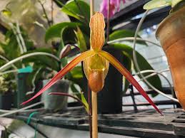 Image result for Rangaeris