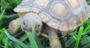 Can Baby Sulcata Tortoise Live Outside Pet Sulcata Tortoise