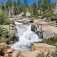 Wild Edible & Medicinal Plants of Shirley Canyon