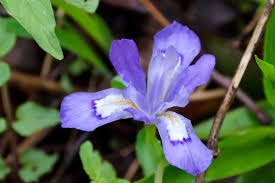 Maybe you would like to learn more about one of these? Wildflowers Blue Ridge Parkway U S National Park Service