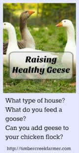 It takes very little to raise them in terms of feed for this very reason. How To Raise Healthy Geese For The Backyard Farm Timber Creek Farm