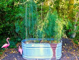 Asparagus is a great starting point because it's one of the few perennial vegetables that'll grow fresh. Long Lived Asparagus Plants Can Last Decades West Hawaii Today