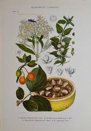 Image result for Salvadoraceae