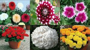 Why don't you add colors to your garden by planting any of these top 10 flowers that bloom in winter? Winter Season Flowers à¦¶ à¦¤ à¦® à¦¸ à¦® à¦« à¦² Youtube