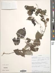 Image result for Eureiandra eburnea