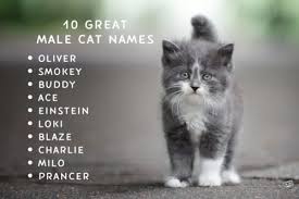 Browse our unique cat names list and get the ideas for naming your lovely kitten ! 100 Great Names For Cats How Should We Call Our Furry Ball