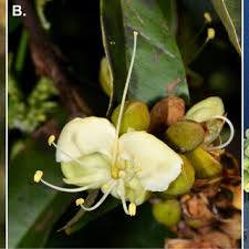 Image result for Anthocleista vogelii