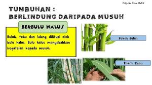 Need to translate berbulu halus from indonesian? Sains Tahun 5 Tumbuhan Berlindung Sk Sungai Mengkuang Facebook